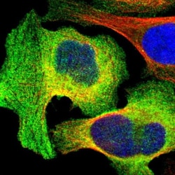 AHNAK2 Antibody, Novus Biologicals 25 &mu;L | Buy Online | Novus Biologicals | Fisher Scientific